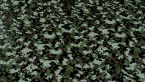 Samolepka MASKÁČOVÁ FOLIE 3D ARMY (CAMOUFLAGE KOSTIČKY)