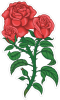 Barevná růže 004 levá