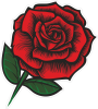 Barevná růže 005 pravá