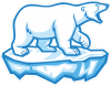 Barevný lední medvěd 002 pravá na ledovci