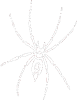 Pavouk 011 - pravá