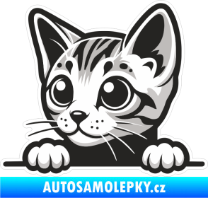 Samolepka Barevná kočka 021 levá kouká z okna