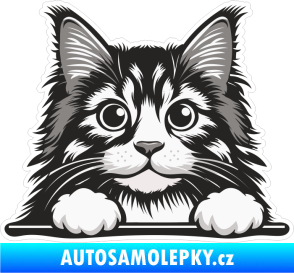 Samolepka Barevná kočka 023 kouká z okna