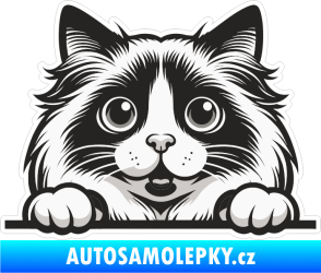 Samolepka Barevná kočka 024 kouká z okna