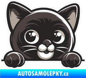 Samolepka Barevná kočka 025 pravá kouká z okna