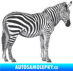 Samolepka Barevná zebra 006 pravá