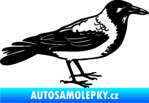 Samolepka Vrána 001 pravá černá
