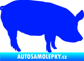Samolepka Prase 001 pravá modrá dynamic