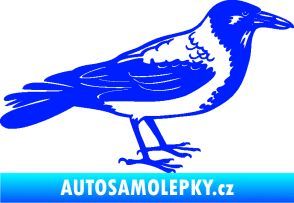 Samolepka Vrána 001 pravá modrá dynamic