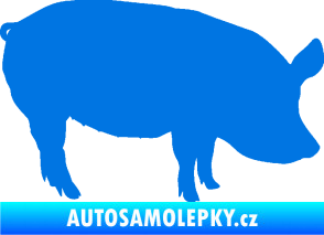 Samolepka Prase 001 pravá modrá oceán