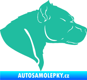 Samolepka Pitbull 004 pravá tyrkysová