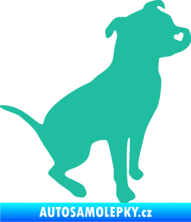 Samolepka Pitbull 005 pravá tyrkysová