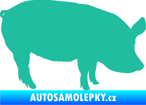 Samolepka Prase 001 pravá tyrkysová
