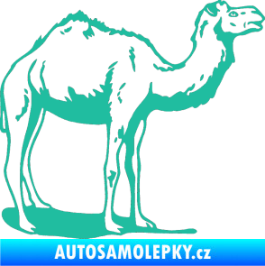 Samolepka Velbloud 001 pravá tyrkysová
