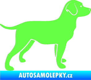 Samolepka Pes 062 pravá Labrador Fluorescentní zelená