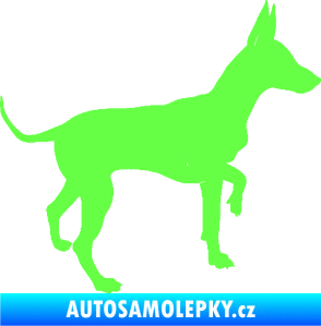 Samolepka Pes 093 pravá Pražský krysařík Fluorescentní zelená