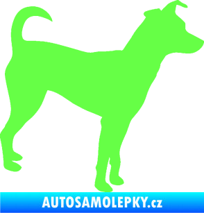 Samolepka Pes 100 pravá Pražský krysařík Fluorescentní zelená