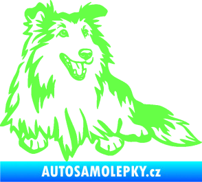 Samolepka Pes 162 pravá sheltie Fluorescentní zelená