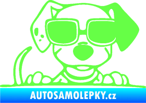 Samolepka Pes s brýlemi 101 pravá v autě Fluorescentní zelená