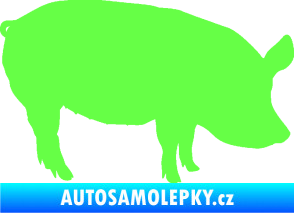 Samolepka Prase 001 pravá Fluorescentní zelená
