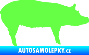 Samolepka Prase 002 pravá Fluorescentní zelená