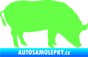 Samolepka Prase 004 pravá Fluorescentní zelená