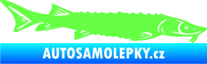 Samolepka Ryba 020 pravá jeseter Fluorescentní zelená