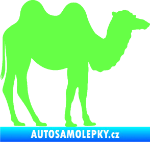 Samolepka Velbloud 003 pravá Fluorescentní zelená
