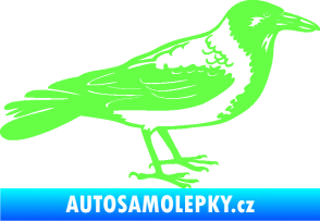 Samolepka Vrána 001 pravá Fluorescentní zelená