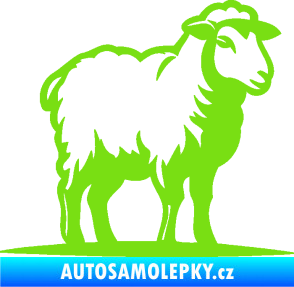 Samolepka Ovce 002 pravá zelená kawasaki