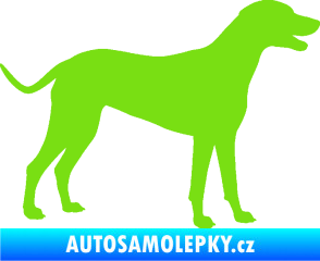 Samolepka Pes 095 pravá Dalmatin zelená kawasaki
