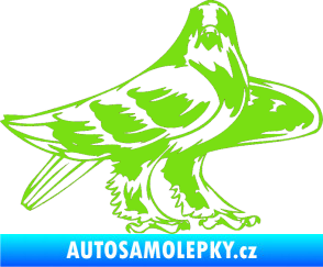 Samolepka Predators 047 pravá zelená kawasaki