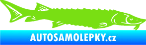 Samolepka Ryba 020 pravá jeseter zelená kawasaki