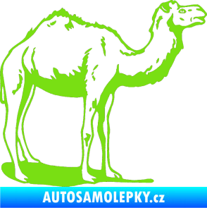 Samolepka Velbloud 001 pravá zelená kawasaki