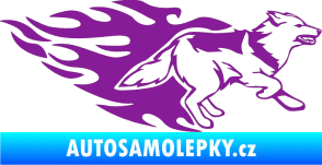 Samolepka Animal flames 090 pravá  vlk fialová