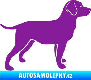 Samolepka Pes 062 pravá Labrador fialová