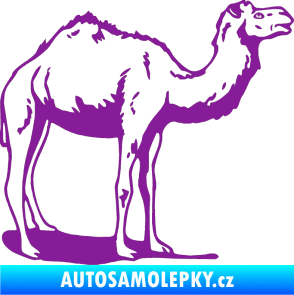 Samolepka Velbloud 001 pravá fialová
