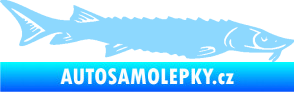 Samolepka Ryba 020 pravá jeseter světle modrá