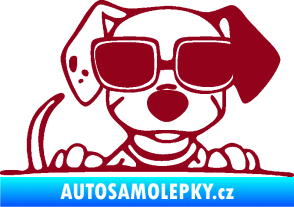 Samolepka Pes s brýlemi 101 pravá v autě bordó vínová