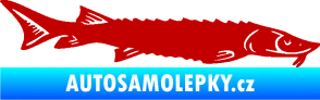 Samolepka Ryba 020 pravá jeseter tmavě červená