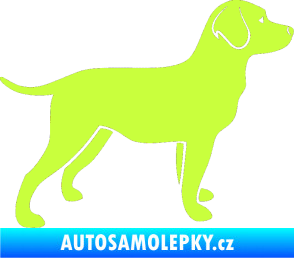 Samolepka Pes 062 pravá Labrador limetová