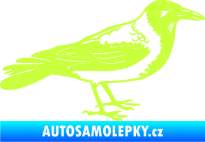 Samolepka Vrána 001 pravá limetová