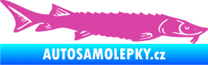 Samolepka Ryba 020 pravá jeseter růžová
