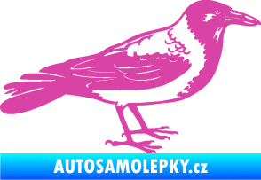 Samolepka Vrána 001 pravá růžová