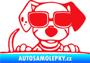 Samolepka Pes s brýlemi 101 pravá v autě červená