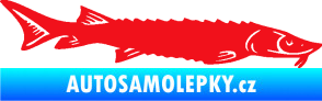 Samolepka Ryba 020 pravá jeseter červená