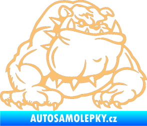 Samolepka Buldog 001 pravá pes béžová