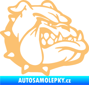 Samolepka Pes 174 pravá rozzuřený buldok béžová