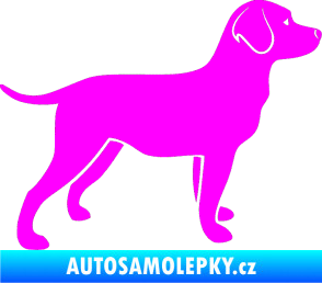 Samolepka Pes 062 pravá Labrador Fluorescentní růžová