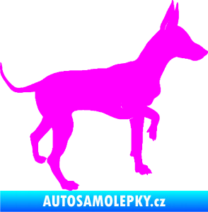 Samolepka Pes 093 pravá Pražský krysařík Fluorescentní růžová
